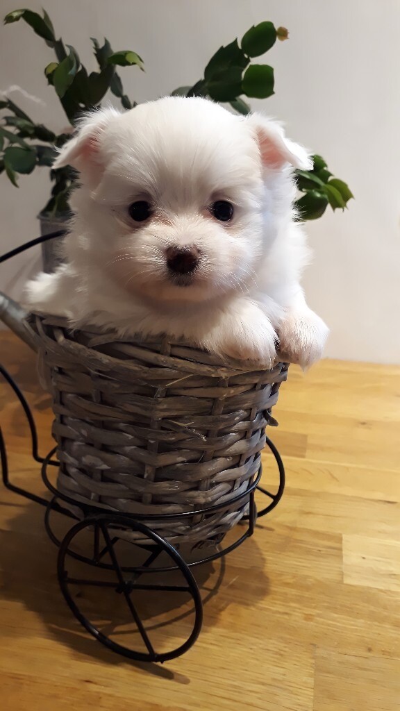 gumtree maltese